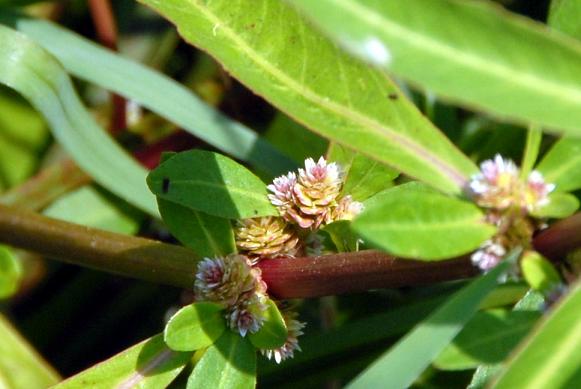 برگ مسی پاکوتاه